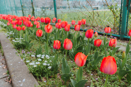 Beautiful red tulips in the flower garden