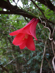 Copihue rojo, hermosa flor nacional de Chile