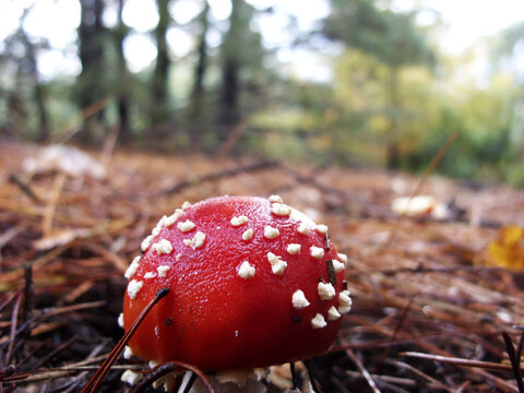peque&ntilde;o hongo rojo bajo el h&uacute;medo bosque de pinos