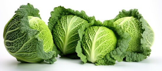 A collection of vibrant green Savoy cabbages is neatly arranged on a plain white background, showcasing their fresh and healthy appearance. - obrazy, fototapety, plakaty