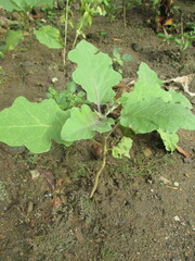 eggplant trees that grow abundantly in front of the house