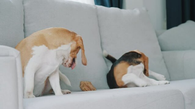 Two cute dogs, beagle puppies, playing on the sofa in the house. Dog lover concept