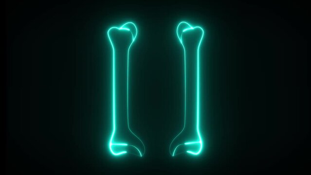 These are femur and parts of lower extremity. Femur is the longest bone of skeletal system. This lies between waist and knee.