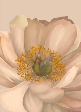 Beige peony on neutral background.