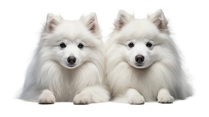 Duo of Sheepdogs on Duty on Transparent Background