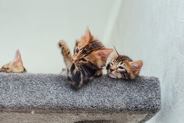Young cute bengal kitten laying on a soft cat's shelf of a cat's house indoors. Top view.