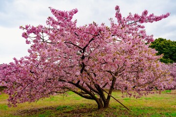 豊前の河津桜