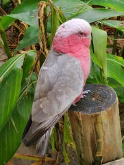A beautiful pink and white bird of Eastern Galah, with scientific name Eolophus roseicapilla