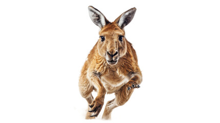 Energetic Kangaroo Bounces Gleefully on Transparent Background