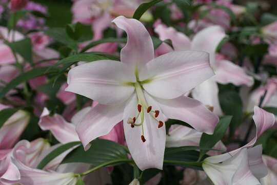 A light pink and white oriental-trumpet lily 'Tabledance' flower at full bloom