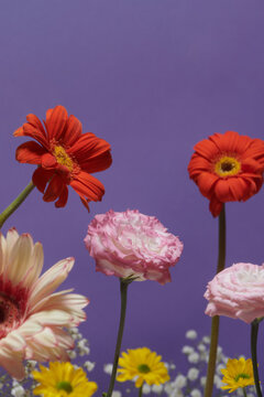 A closeup shot of glass vases with different wildflowers