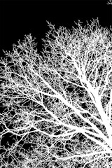 ramas, arboles, siluetas, vegetacion, roble, bosque, paisaje, vector, hojas, abstracto, sauce, tronco, malesa, pegatina
