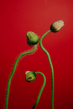 Photo of two vibrant flowers against a bold red backdrop