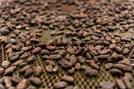 Roasted Cocoa beans to prepare Chocolate. Food in Costa Rica