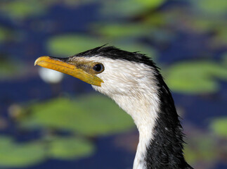 Close up portrait of a little pied cormorant bird
