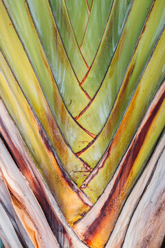 Traveler's Tree Texture