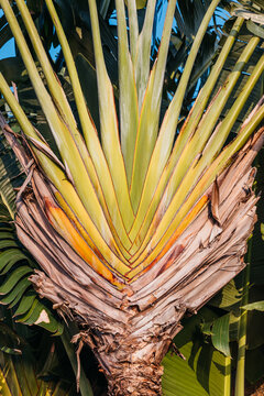 Traveler's Tree Texture