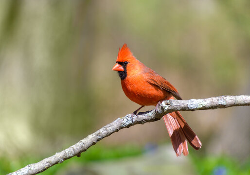 Male northern cardinal with raised crest perched  on a branch in spring with  green soft focus background - Powered by Adobe
