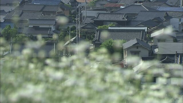 Pyrethrum flowers in foreground with traditional Japanese houses in background &ndash; rural heritage scene (with natural sound)