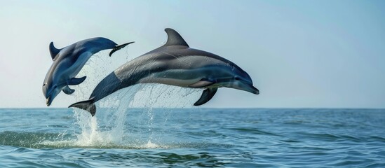 Two bottlenose dolphins are leaping out of the water in a stunning action shot, showcasing their agility and grace as they soar through the air before splashing back into the sea.