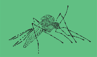 DENGUE MOSQUITO ILLUSTRATION