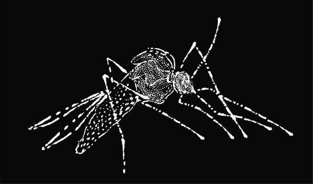 DENGUE MOSQUITO ILLUSTRATION
