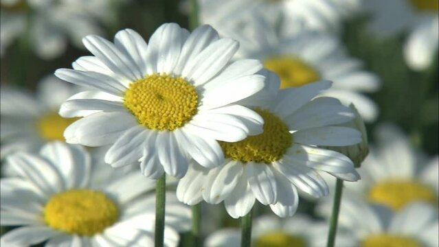 Pyrethrum flower close up &ndash; white petals and yellow center with soft natural background