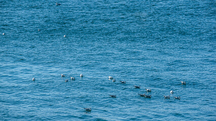 Fototapeta premium 海に浮かぶカモメの群れ 