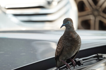 A dove sits on the front of the car.
