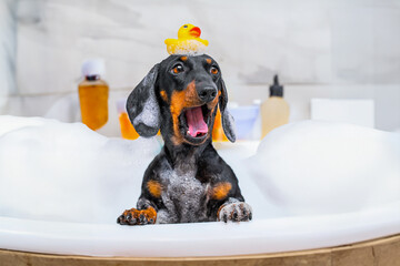 Dachshund dog, spoiled puppy sits in bathtub with foam rubber duck on head, opening mouth in hysterics, tears from getting shampoo, soap in eyes Pet hygiene, grooming, delicate anti-allergenic care