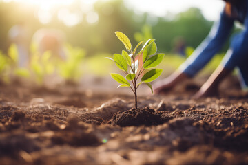 Close up of person planting a new tree in the soil in reforestation effort. Plant new trees for environment and carbon capture. Outdoor volunteering, gardening and growing concept for conservation.