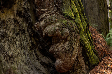Fototapeta na wymiar tree bark texture