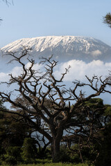 beautiful tree in front of kilimanjaro