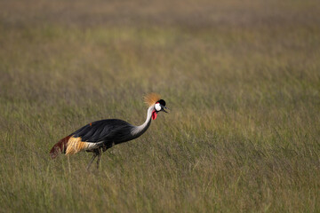 family of crowned crane in savannah