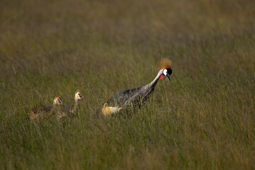 family of crowned crane in savannah