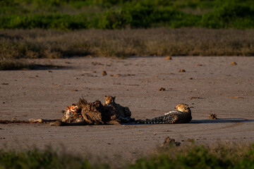 cheetah with his prey