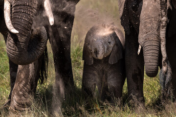 baby elephant with the herd