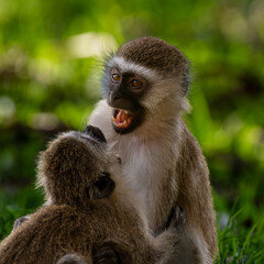 fight between two vervet monkey