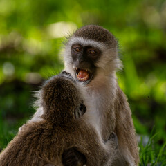 fight between two vervet monkey