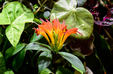 Aeschynanthus flower or lipstick plant