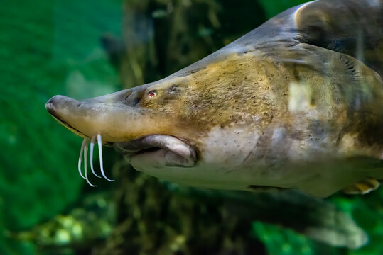 The kaluga (Huso dauricus), also known as the river beluga close up