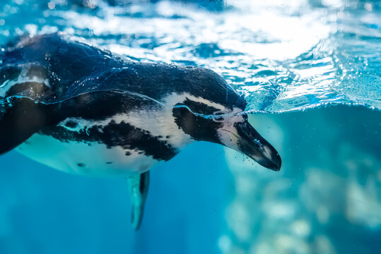 The Humboldt penguin (Spheniscus humboldti) swimming underwater