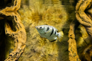 The banded archerfish (Toxotes jaculatrix) or brackish water perciform