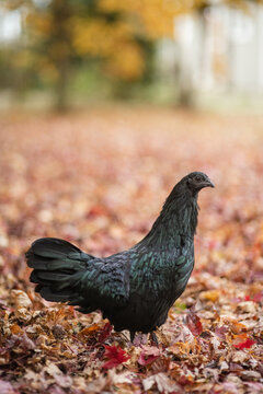 Black Sumatra chicken
