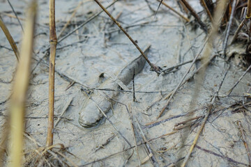 Snakehead fish in a natural pond in Thailand