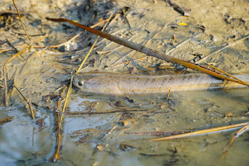 Snakehead fish in a natural pond in Thailand