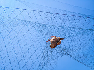 A dove is caught in a trap net. with a blue sky as the background