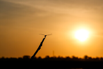 sunset in the sky with dragonfly on branch