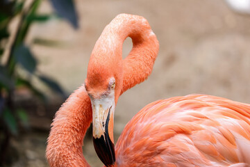 Beautiful Orange Flamingo Portrait in Nature