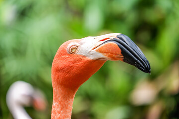 Beautiful Orange Flamingo Portrait in Nature face close up © Dearr